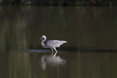 Bird in lake