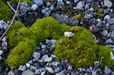 Surface level of moss on rock
