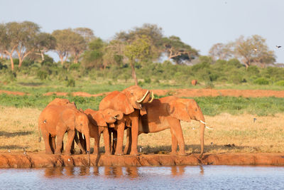 View of elephant in lake