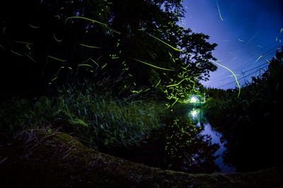 Trees in forest against sky at night