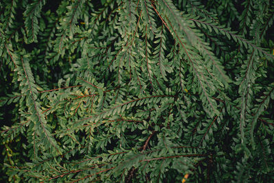 High angle view of green leaves