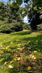 Trees growing on field