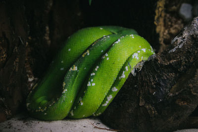 Close-up of green leaf at night