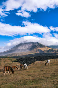 Horses grazing on field against sky