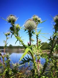 Low angle view of flowering plants on field against sky