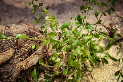 High angle view of plants growing on field