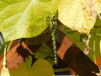 Close-up of butterfly on leaves