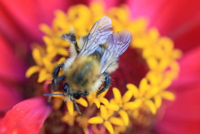 Close-up of bee pollinating on flower