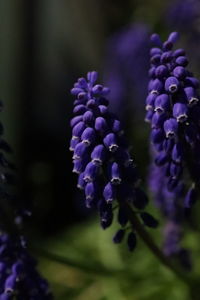 Close-up of purple lavender flowers