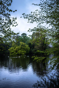 Scenic view of lake in forest against sky