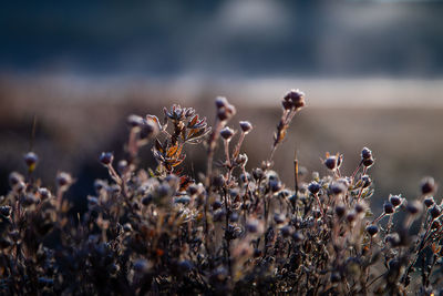 Close-up of wilted flowering plants on field