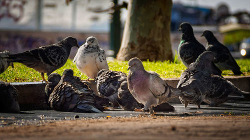 Close-up of birds