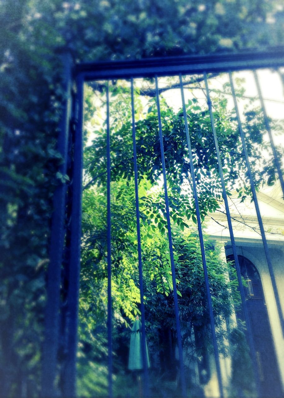 tree, window, growth, glass - material, built structure, architecture, plant, railing, indoors, transparent, green color, house, day, sunlight, nature, no people, building exterior, fence, closed