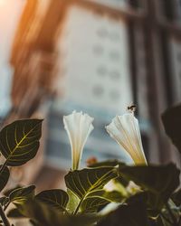 Close-up of white flowering plant