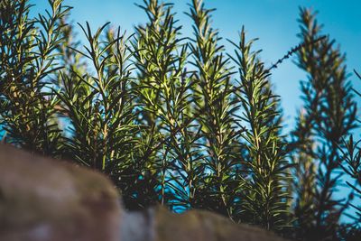 Low angle view of tree against blue sky