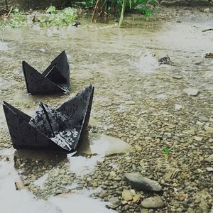 Reflection of trees in water