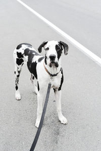 Harlequin great dane puppy on leash on street, vertical portrait.