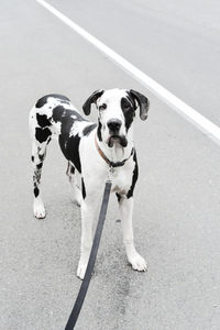 High angle view of dog standing on road