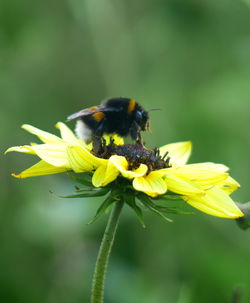 Close-up of bee pollinating on yellow flower