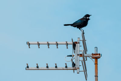 Low angle view of birds perching on cable