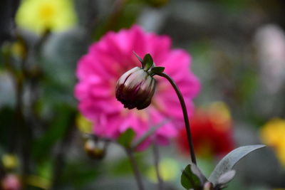 Close-up of flowering plant growing outdoors