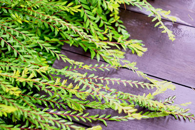 High angle view of fern leaves on table