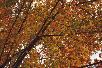 Low angle view of maple tree