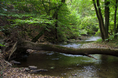 River flowing through forest