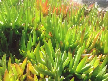 Close-up of fresh cactus plant