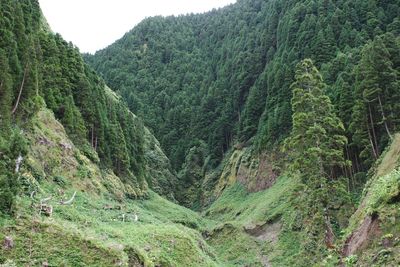 Scenic view of forest against sky