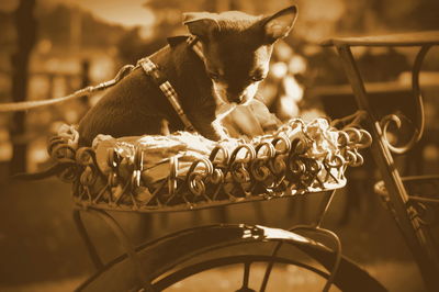 Dog sitting in a basket