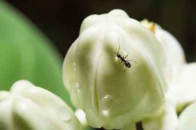 Close-up of fly on leaf