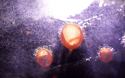 Close-up of wet orange