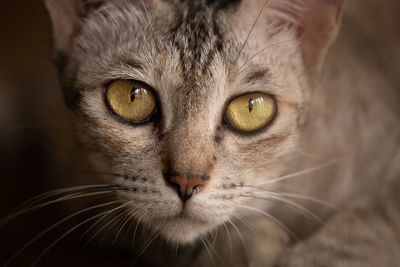 Close-up portrait of a cat