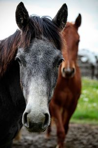 Portrait of horse in ranch