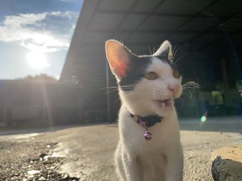 Close-up of a cat