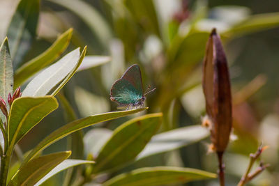 Close-up of butterfly on plant