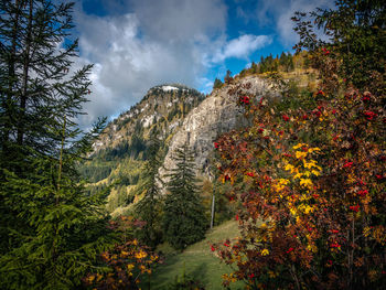 Scenic view of flowering trees and plants against sky