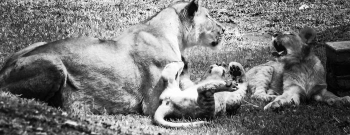 View of dogs on field