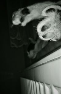 Close-up of cat