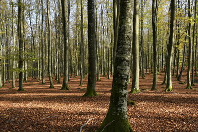 Trees growing in forest