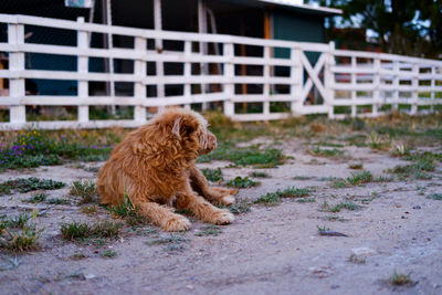 View of a dog looking away