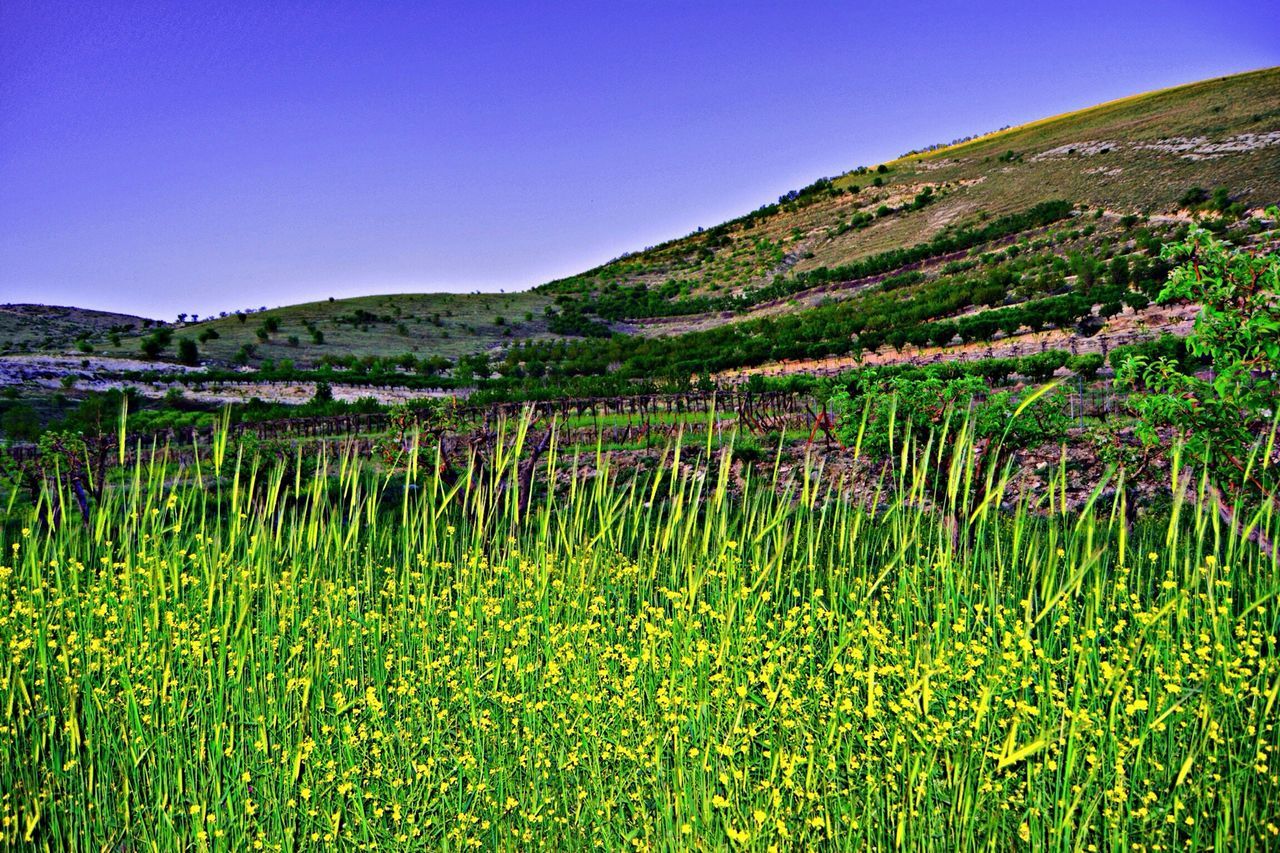 clear sky, tranquil scene, growth, beauty in nature, tranquility, landscape, field, nature, scenics, blue, mountain, rural scene, flower, plant, agriculture, crop, copy space, grass, idyllic, green color