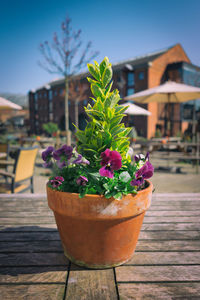 Close-up of potted plant