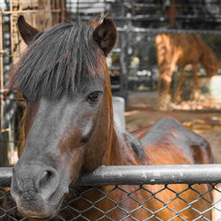 Close-up of horse in stable