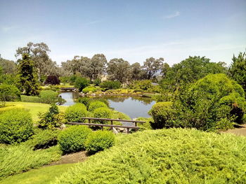 Plants and trees growing in memorial garden