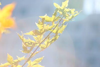 Close-up of yellow flowering plant