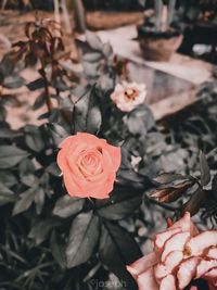 Close-up of rose roses