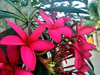 Close-up of pink flowers