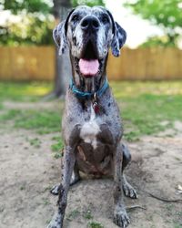 Portrait of dog sitting outdoors